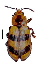   Chelobasis habitus.  